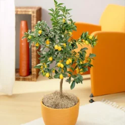 Fast Growing Trees Nagami Kumquat Tree Citrus Trees