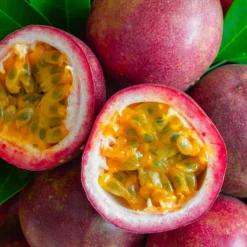 Fast Growing Trees Tropical Fruit Trees Nancy Garrison Passion Fruit Vine