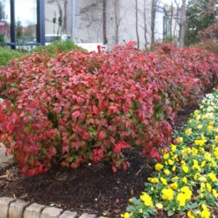 Fast Growing Trees Fire Power Nandina Shrub