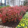 Fast Growing Trees Fire Power Nandina Shrub