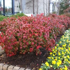 Fast Growing Trees Fire Power Nandina Shrub
