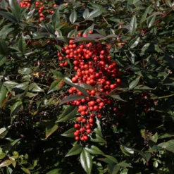 Fast Growing Trees Heavenly Bamboo Nandina Shrub 10 Fast Growing Trees Heavenly Bamboo Nandina Shrub