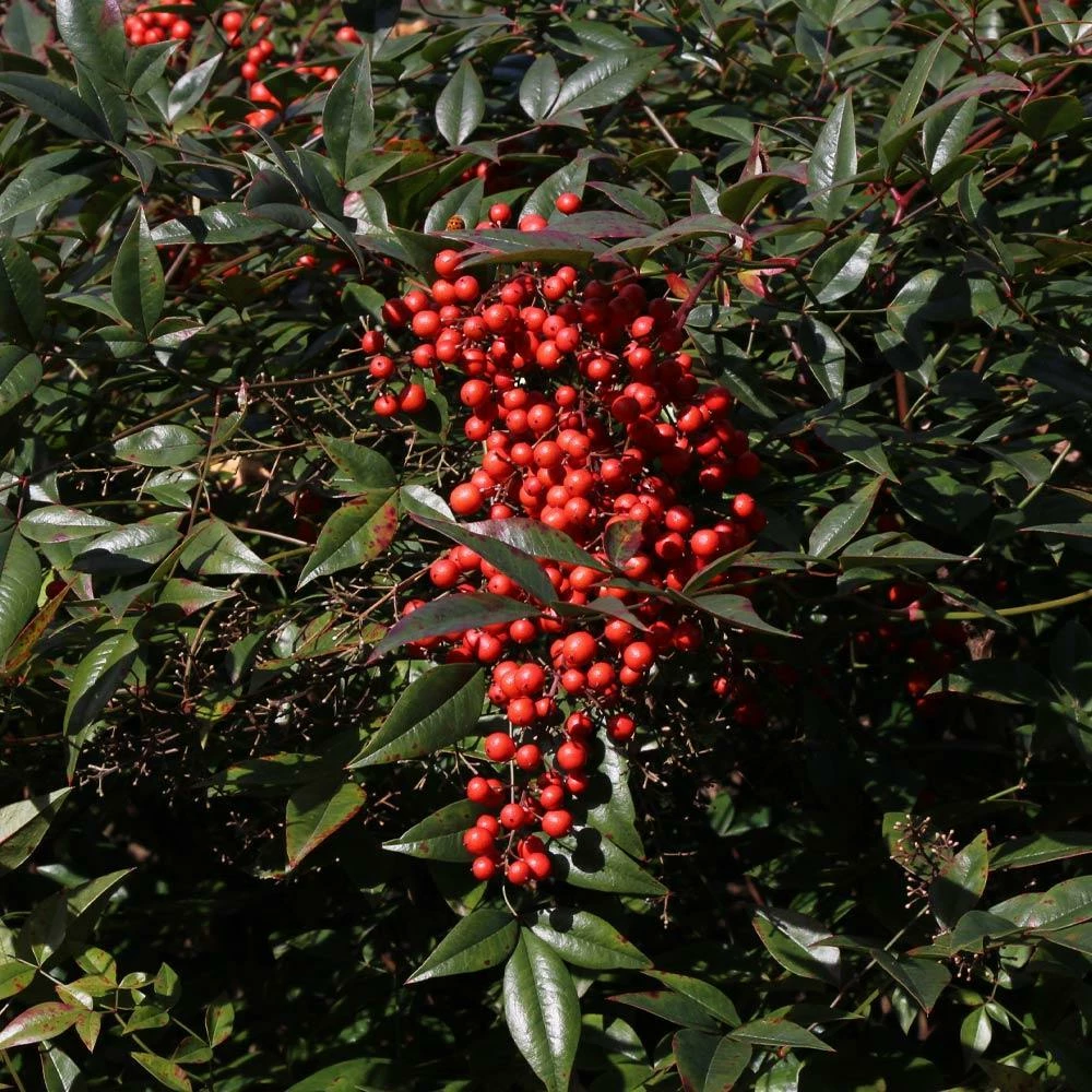 Fast Growing Trees Heavenly Bamboo Nandina Shrub 6 Fast Growing Trees Heavenly Bamboo Nandina Shrub