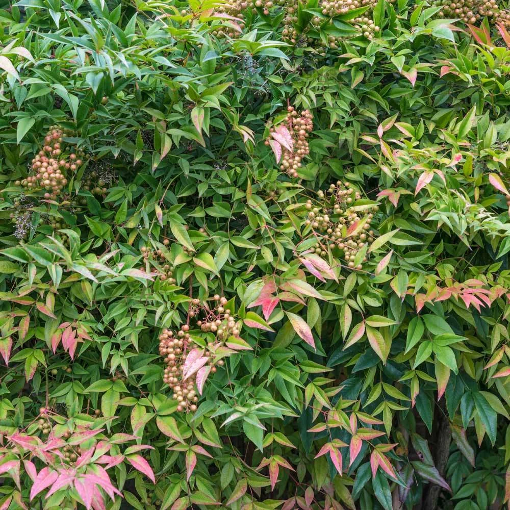 Fast Growing Trees Heavenly Bamboo Nandina Shrub 5 Fast Growing Trees Heavenly Bamboo Nandina Shrub