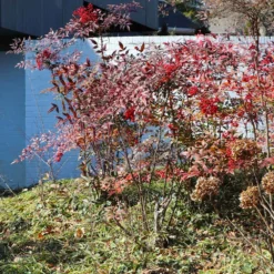 Fast Growing Trees Heavenly Bamboo Nandina Shrub 11 Fast Growing Trees Heavenly Bamboo Nandina Shrub