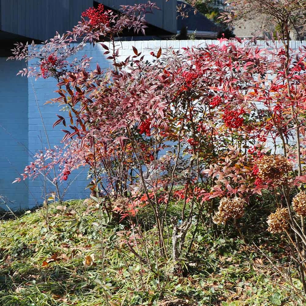 Fast Growing Trees Heavenly Bamboo Nandina Shrub 7 Fast Growing Trees Heavenly Bamboo Nandina Shrub