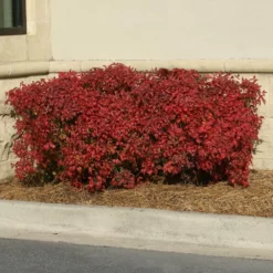 Fast Growing Trees Obsession™ Nandina Shrub