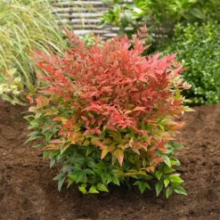 Fast Growing Trees Obsession™ Nandina Shrub