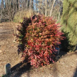 Fast Growing Trees Obsession™ Nandina Shrub
