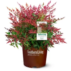 Fast Growing Trees Obsession™ Nandina Shrub