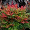 Fast Growing Trees Obsession™ Nandina Shrub