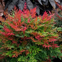 Fast Growing Trees Obsession™ Nandina Shrub