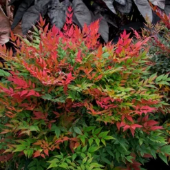 Fast Growing Trees Obsession™ Nandina Shrub