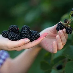 Fast Growing Trees Natchez Blackberry Groundcover & Vines