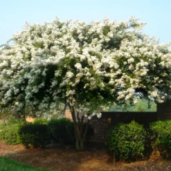 Fast Growing Trees Natchez Crape Myrtle Tree Crape Myrtles
