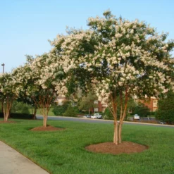 Fast Growing Trees Natchez Crape Myrtle Tree Crape Myrtles