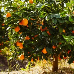 Fast Growing Trees Navel Orange Tree Citrus Trees