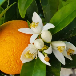 Fast Growing Trees Citrus Trees Navel Orange Tree - USDA Organic
