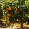 Fast Growing Trees Navel Orange Tree Citrus Trees