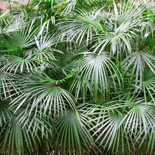 Fast Growing Trees Needle Palm Tree Palm Trees 3 Fast Growing Trees Needle Palm Tree Palm Trees