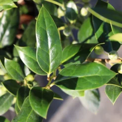 Fast Growing Trees Needlepoint Holly Holly Trees 9 Fast Growing Trees Needlepoint Holly Holly Trees