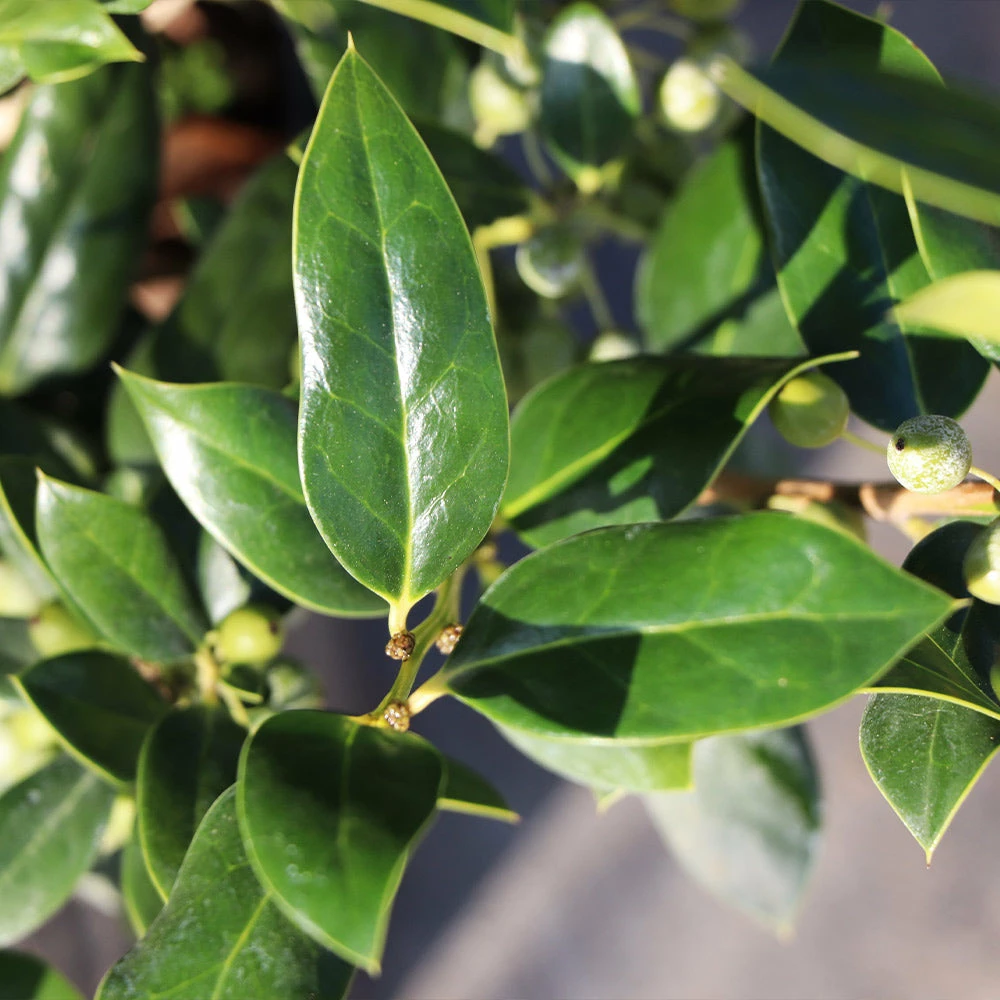 Fast Growing Trees Needlepoint Holly Holly Trees 5 Fast Growing Trees Needlepoint Holly Holly Trees