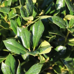 Fast Growing Trees Needlepoint Holly Holly Trees 10 Fast Growing Trees Needlepoint Holly Holly Trees