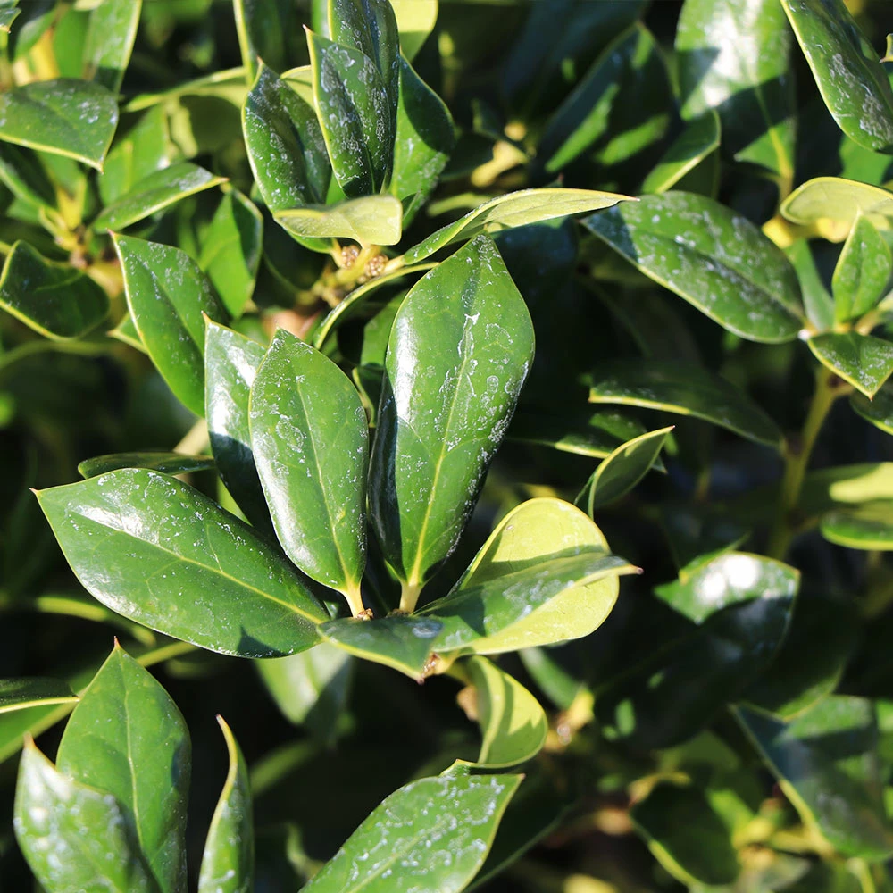 Fast Growing Trees Needlepoint Holly Holly Trees 6 Fast Growing Trees Needlepoint Holly Holly Trees