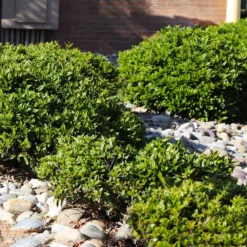 Fast Growing Trees Needlepoint Holly Holly Trees 11 Fast Growing Trees Needlepoint Holly Holly Trees