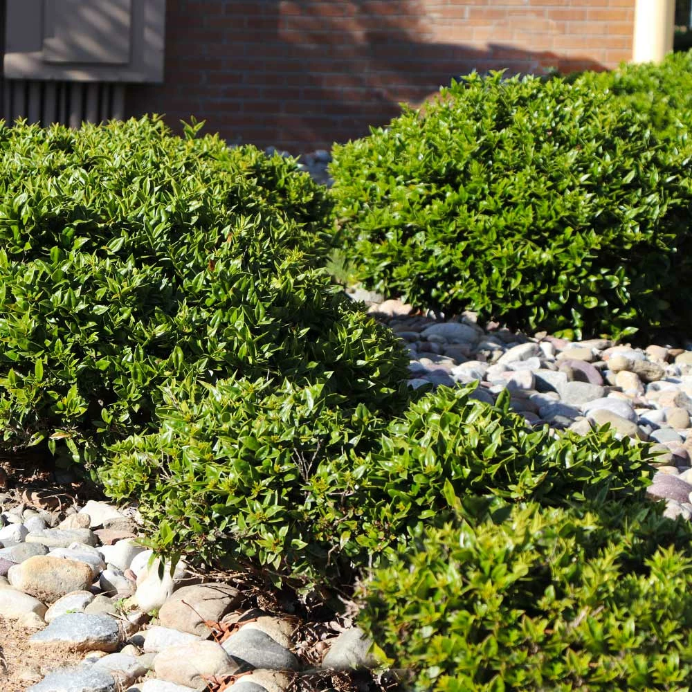 Fast Growing Trees Needlepoint Holly Holly Trees 7 Fast Growing Trees Needlepoint Holly Holly Trees