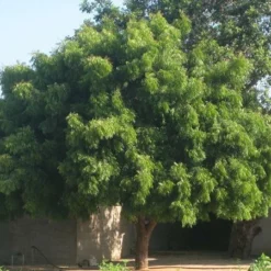 Fast Growing Trees Neem Tree See All Evergreen & Privacy Trees