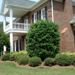 Fast Growing Trees Nellie Stevens Holly Our Newest Arrivals