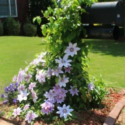 Fast Growing Trees See All Shrubs & Hedges Nelly Moser Clematis Vine 9 Fast Growing Trees See All Shrubs & Hedges Nelly Moser Clematis Vine