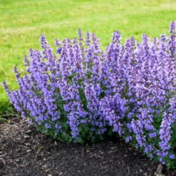 Fast Growing Trees Nepeta 'Cat’s Pajamas' Catmint Plants For Sandy Soil