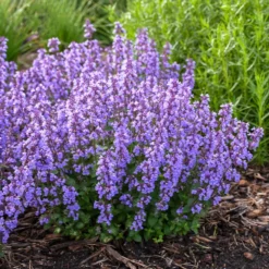 Fast Growing Trees Nepeta 'Cat’s Pajamas' Catmint Plants For Sandy Soil