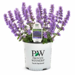 Fast Growing Trees Nepeta 'Cat’s Pajamas' Catmint Plants For Sandy Soil