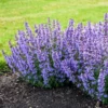 Fast Growing Trees Nepeta 'Cat’s Pajamas' Catmint Plants For Sandy Soil
