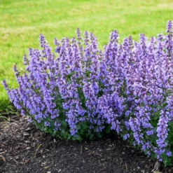 Fast Growing Trees Nepeta 'Cat’s Pajamas' Catmint Plants For Sandy Soil