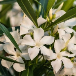 Fast Growing Trees White Nerium Oleander Tree