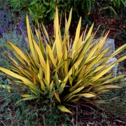 Fast Growing Trees Salt Tolerant Plants New Zealand Flax