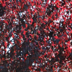 Fast Growing Trees Newport Flowering Plum