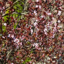 Fast Growing Trees Newport Flowering Plum