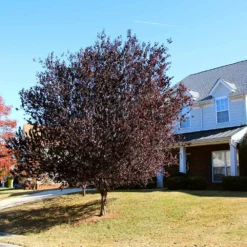 Fast Growing Trees Newport Flowering Plum