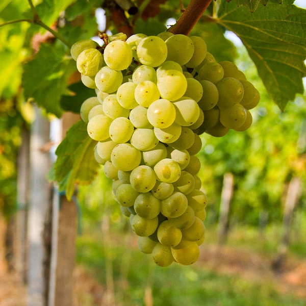 Fast Growing Trees Grape Vines Niagara Grapes 3 Fast Growing Trees Grape Vines Niagara Grapes