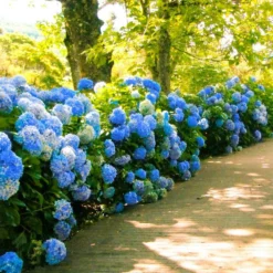 Fast Growing Trees Nikko Blue Hydrangea Hydrangea Shrubs
