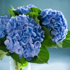 Fast Growing Trees Nikko Blue Hydrangea Hydrangea Shrubs
