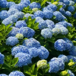 Fast Growing Trees Nikko Blue Hydrangea Hydrangea Shrubs