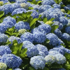 Fast Growing Trees Nikko Blue Hydrangea Hydrangea Shrubs