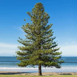 Fast Growing Trees Pine Trees Norfolk Island Pine Tree