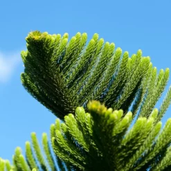 Fast Growing Trees Pine Trees Norfolk Island Pine Tree